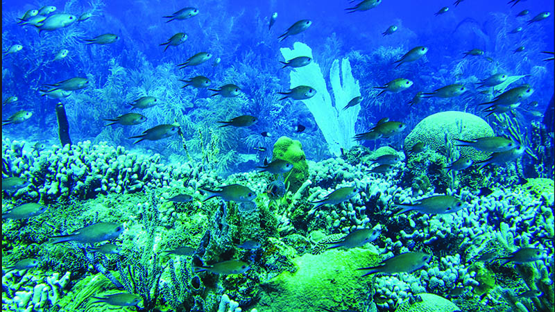 pdf annual report Underwater coral reefs and swimming fish.