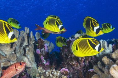 coral reef and fish