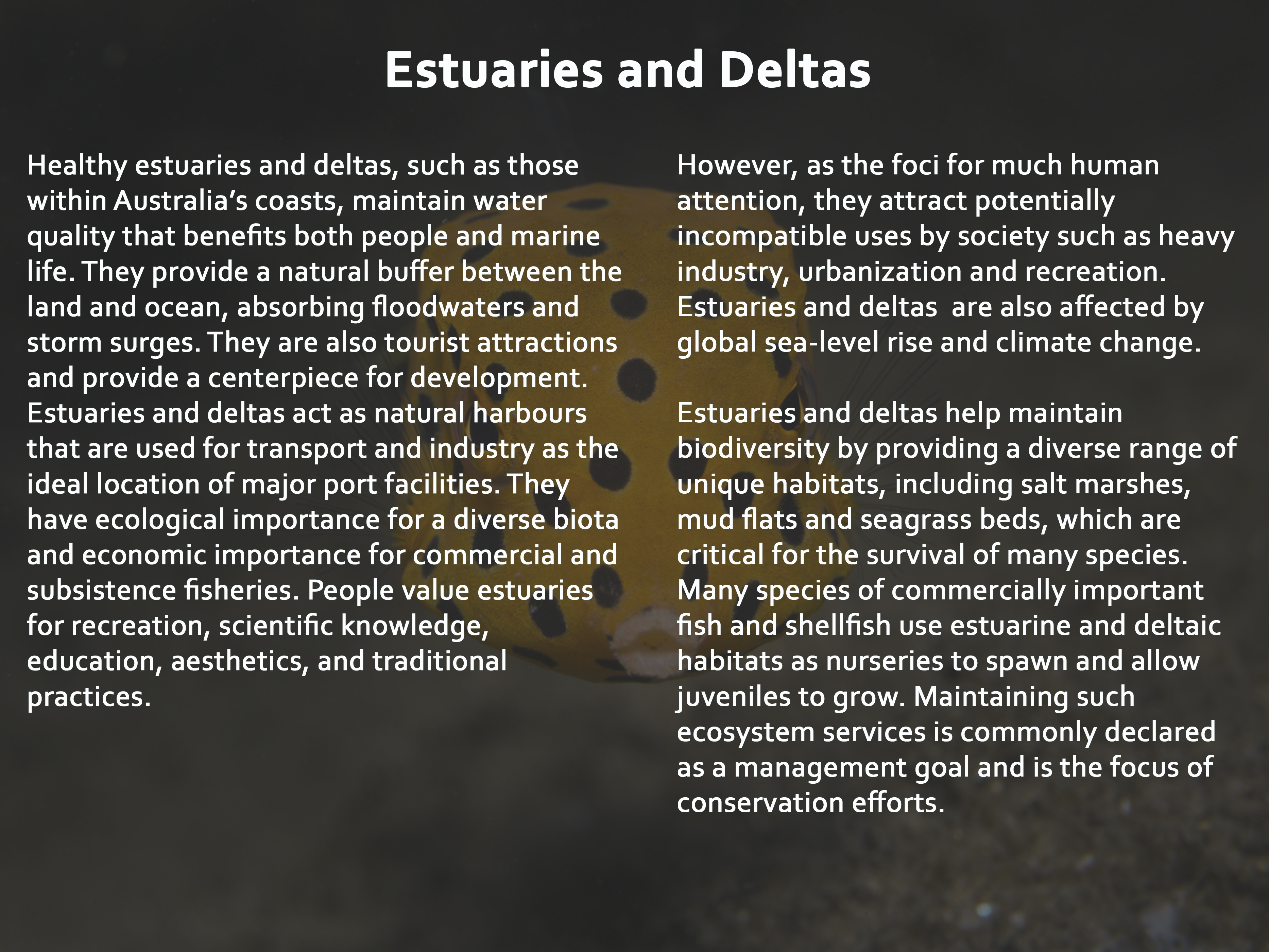 Estuaries and Deltas ​ ​