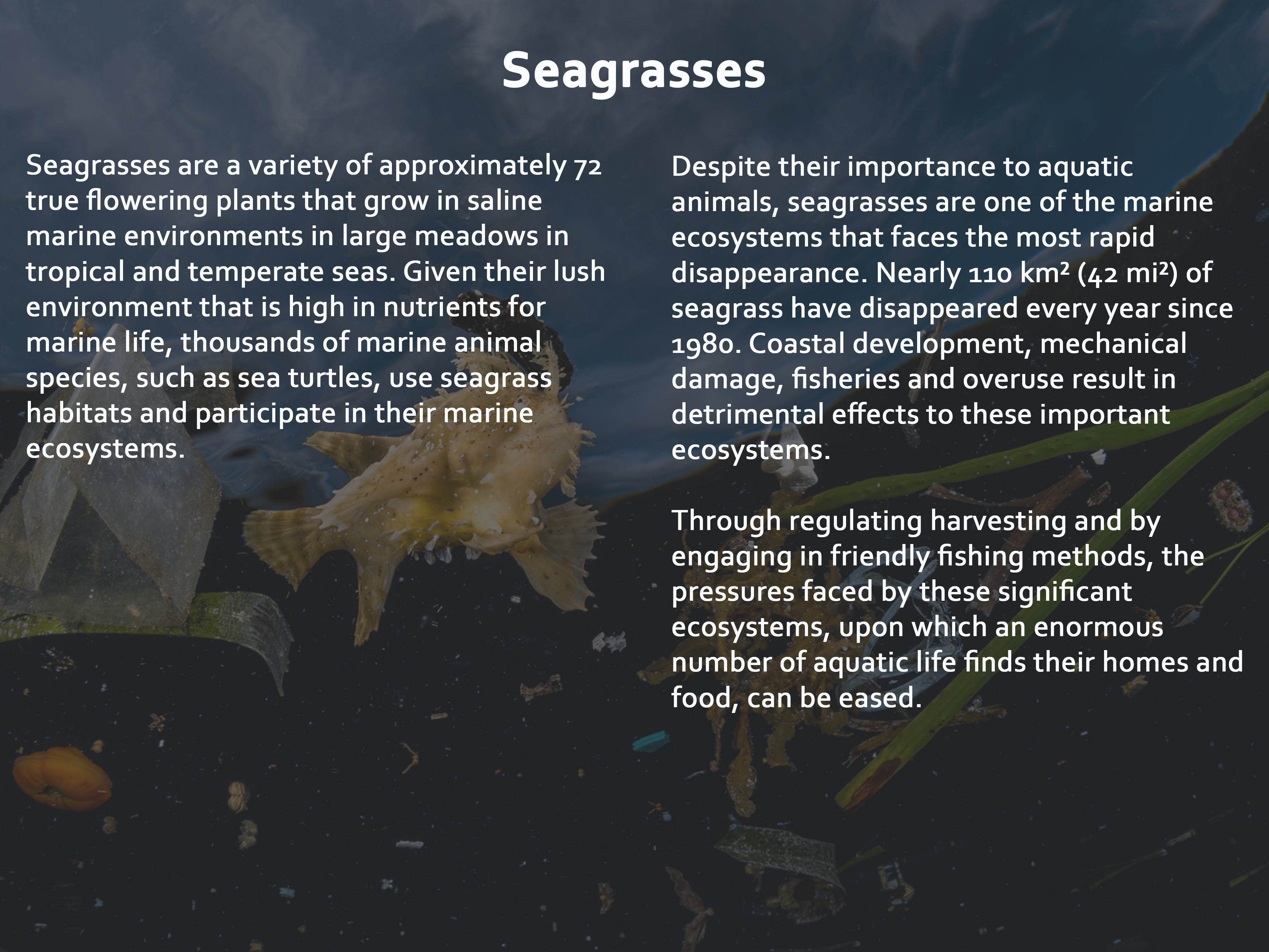 Seagrasses​
