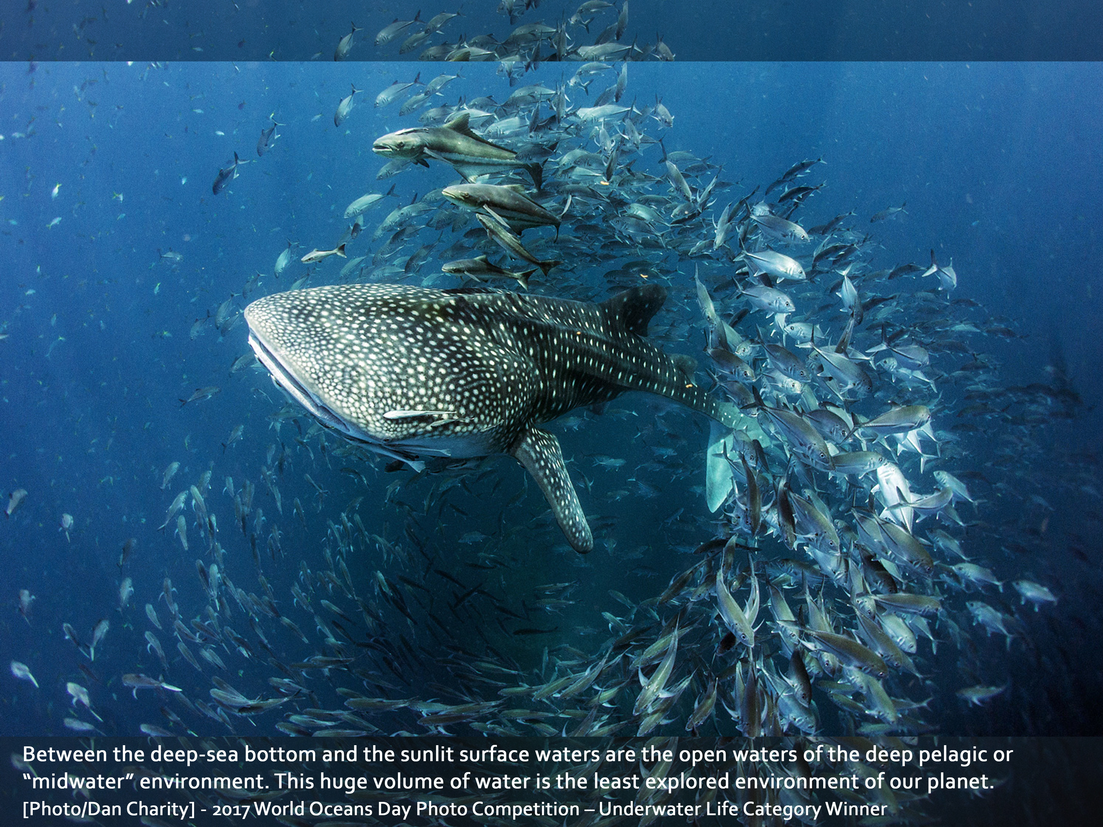 This huge volume of water is the least explored environment of our planet. 