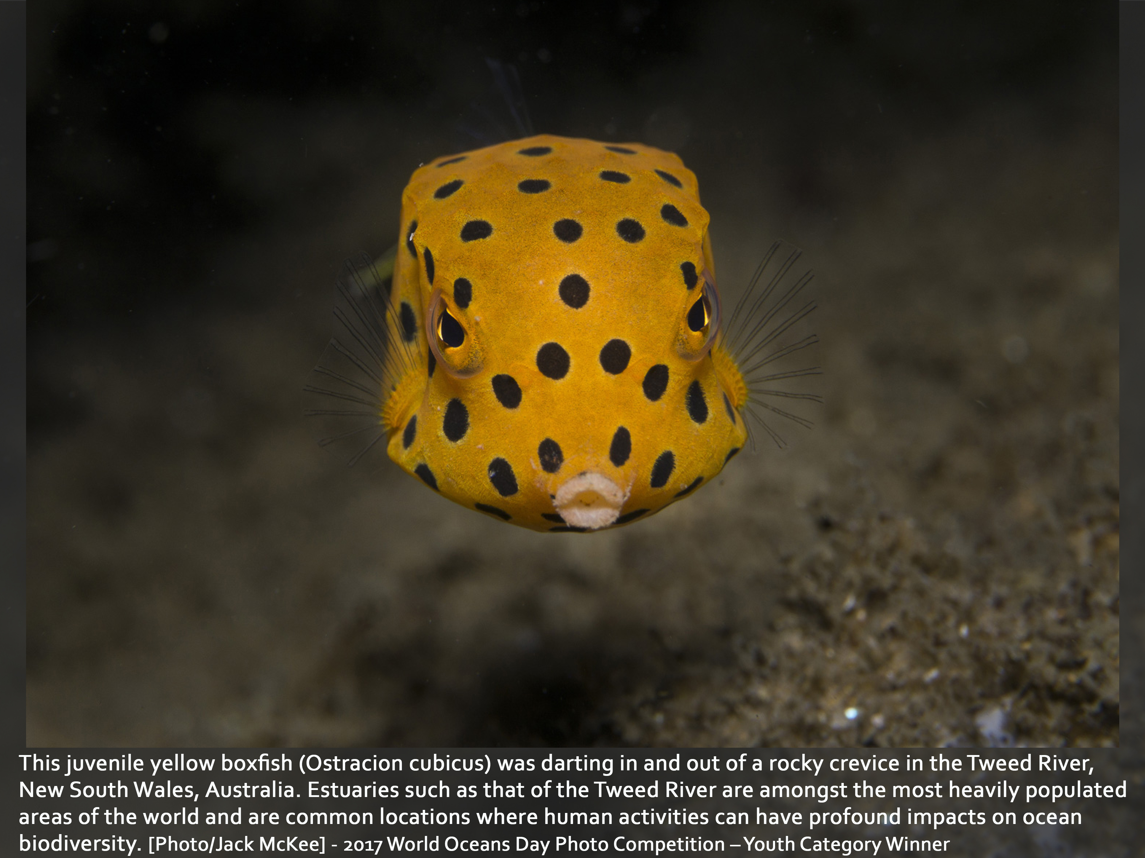 Juvenile yellow boxfish (Ostracion cubicus) 
