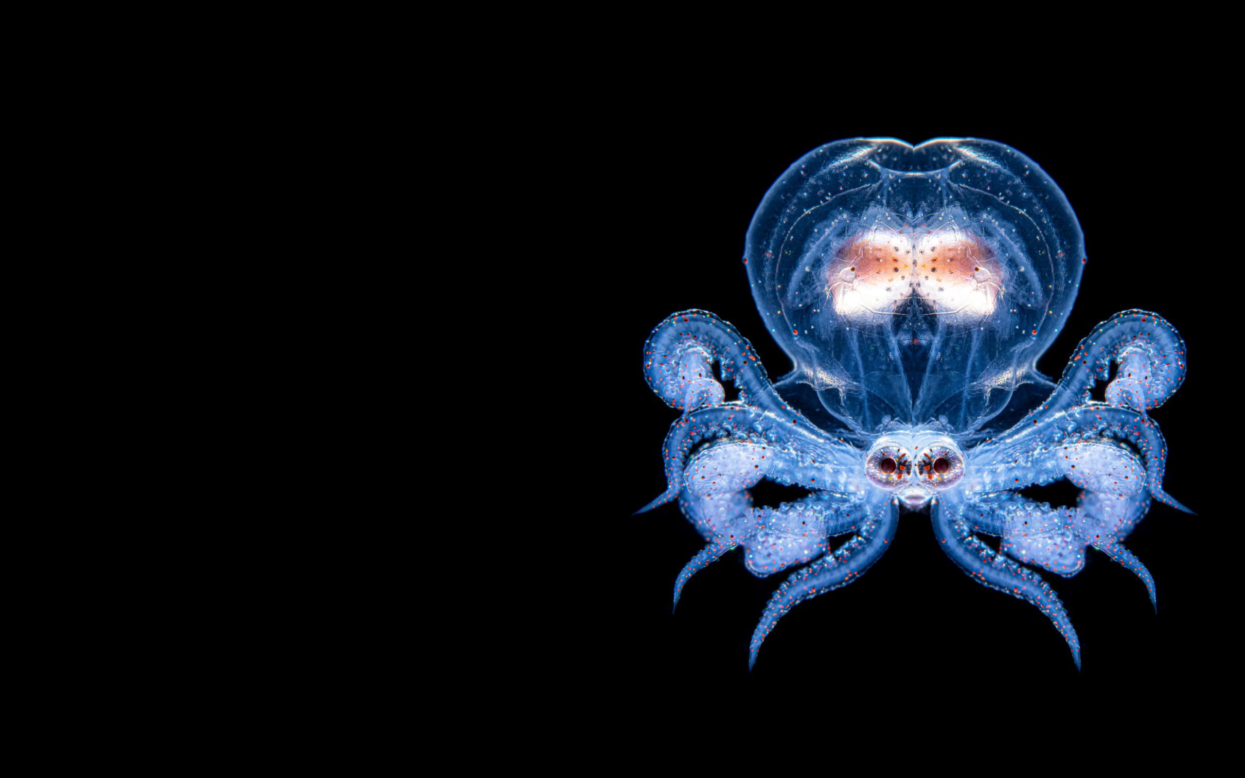 Créature marine dans les profondeurs de l'océan
