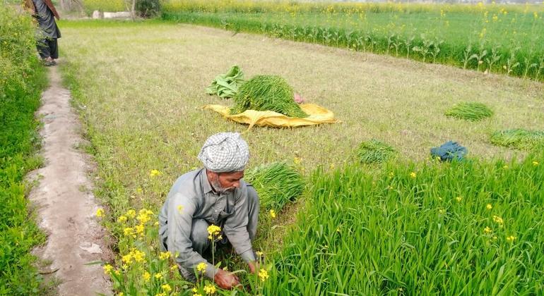 Un homme accroupi en train de récolter des plantes