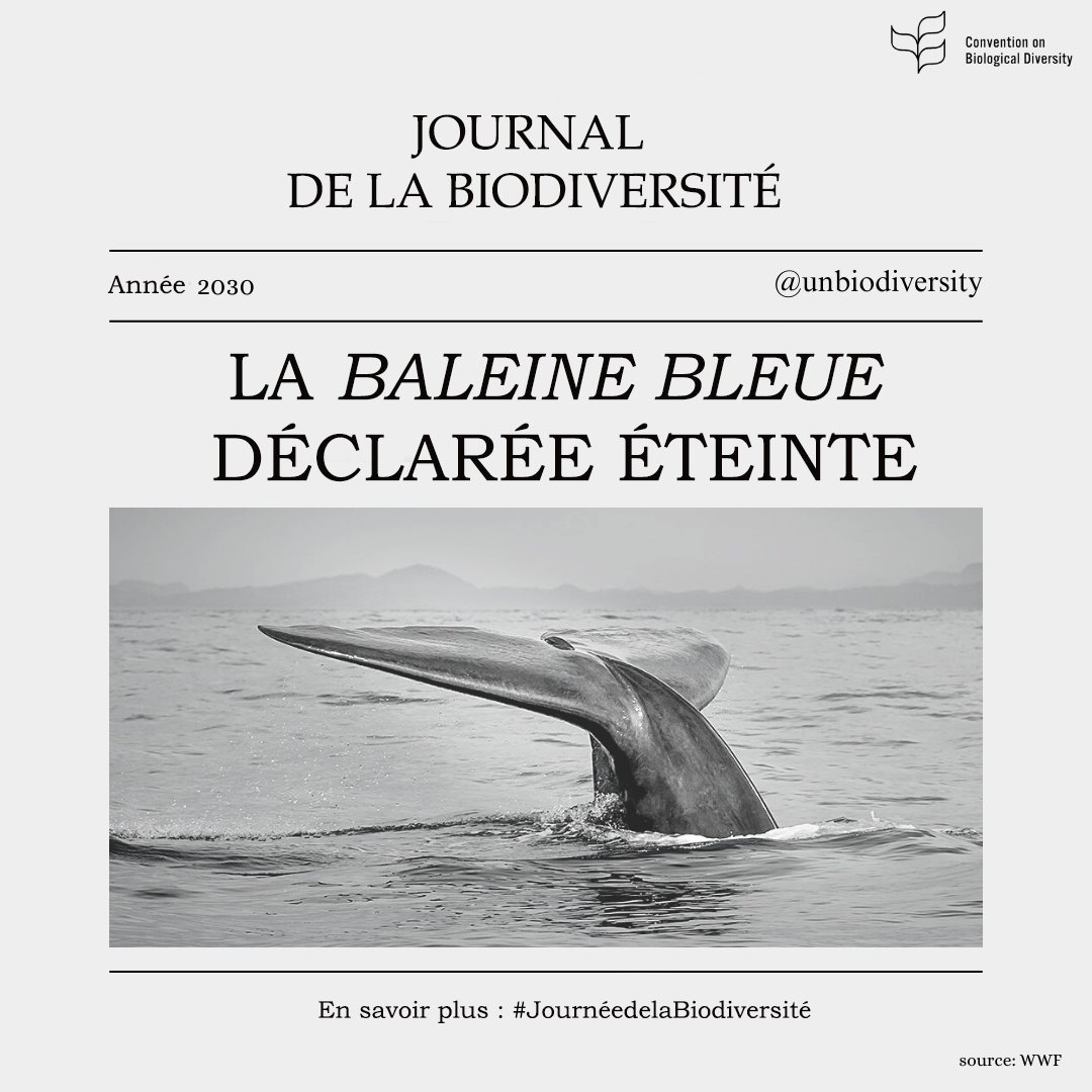 Fausse Une d'un journal daté de 2030 annonçant l'extinction de la baleine bleue