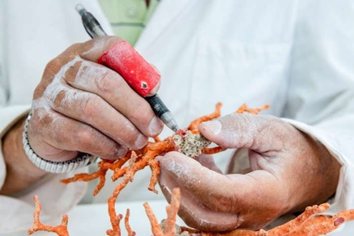 Un homme âgé manipule du corail rouge dans son laboratoire