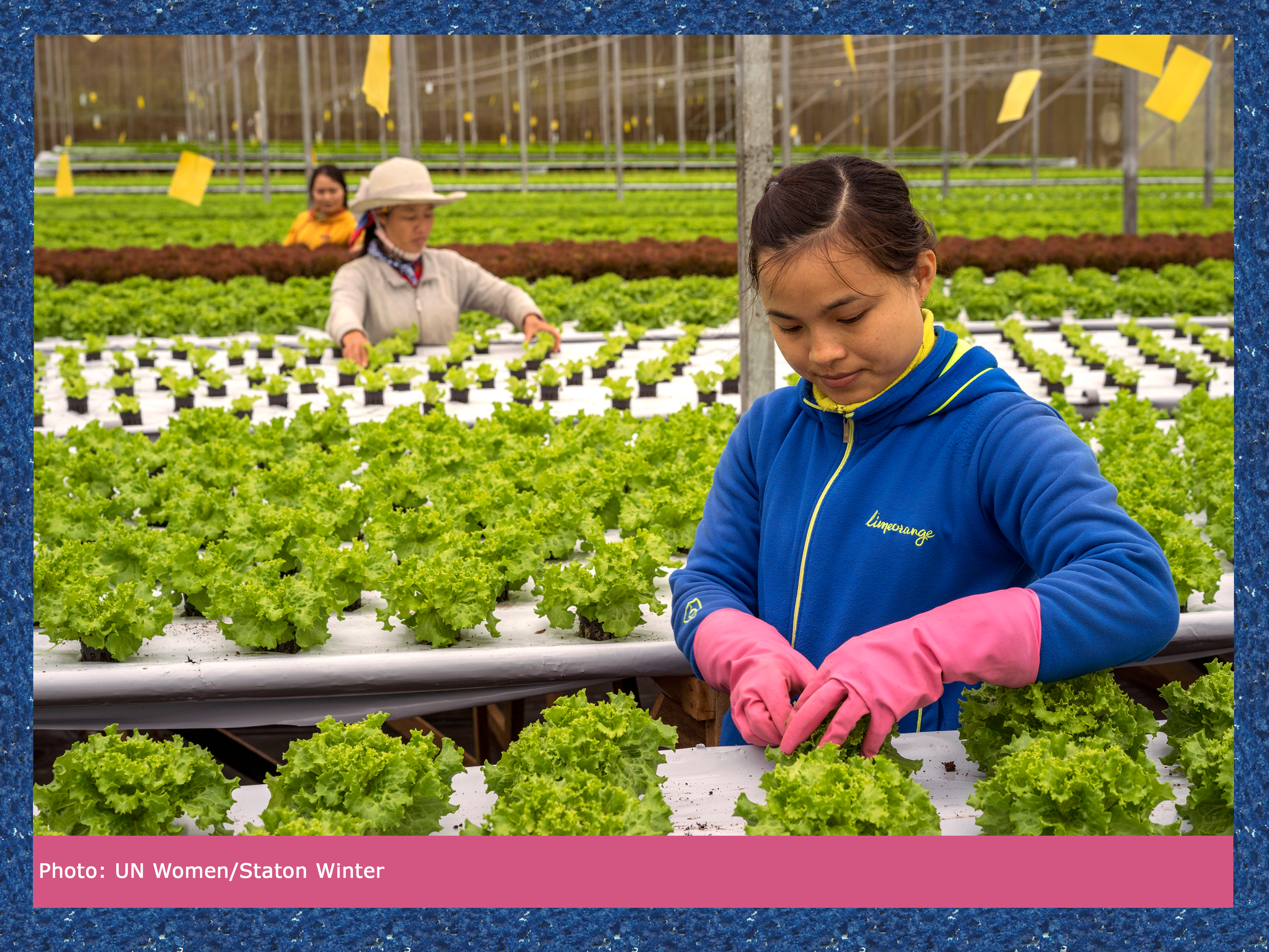 A woman working in a hydroponic lettuce farm in Malaysia