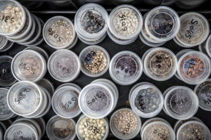 Different kind of seed in labelled Petri dishes