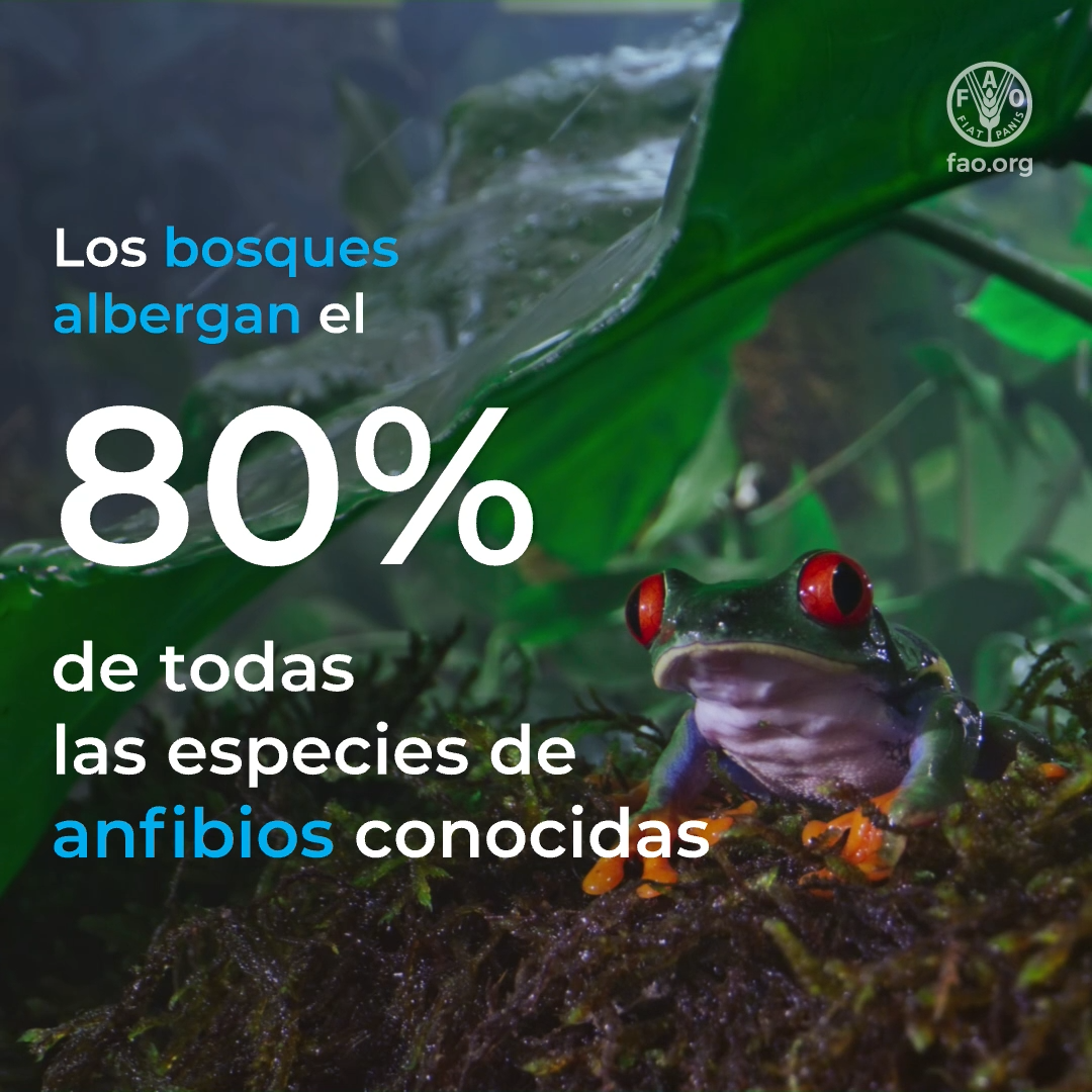 Imagen de una rana con texto superpuesto: Los bosques albergan el 80% de todas las especies de anfibios conocidas.