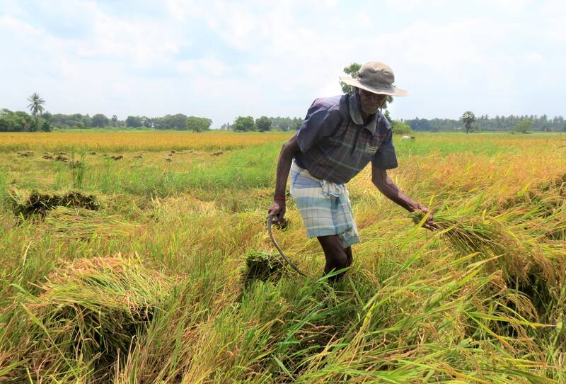 Un homme en train de récolter du riz