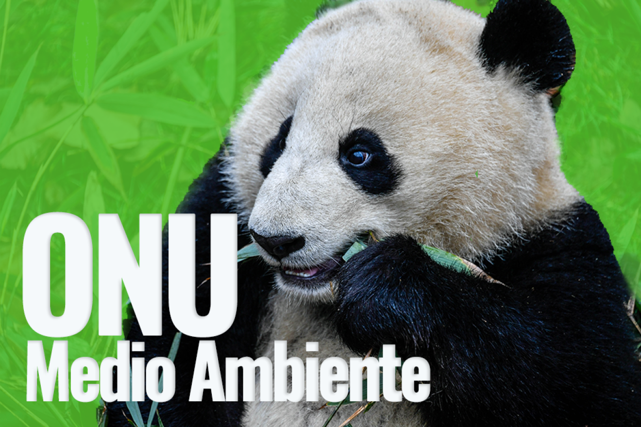 Panda comiend y nombre de la agencia. 