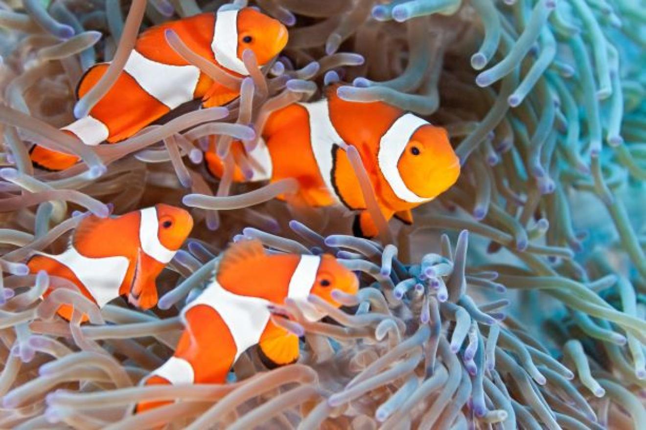 clown fish in coral reef