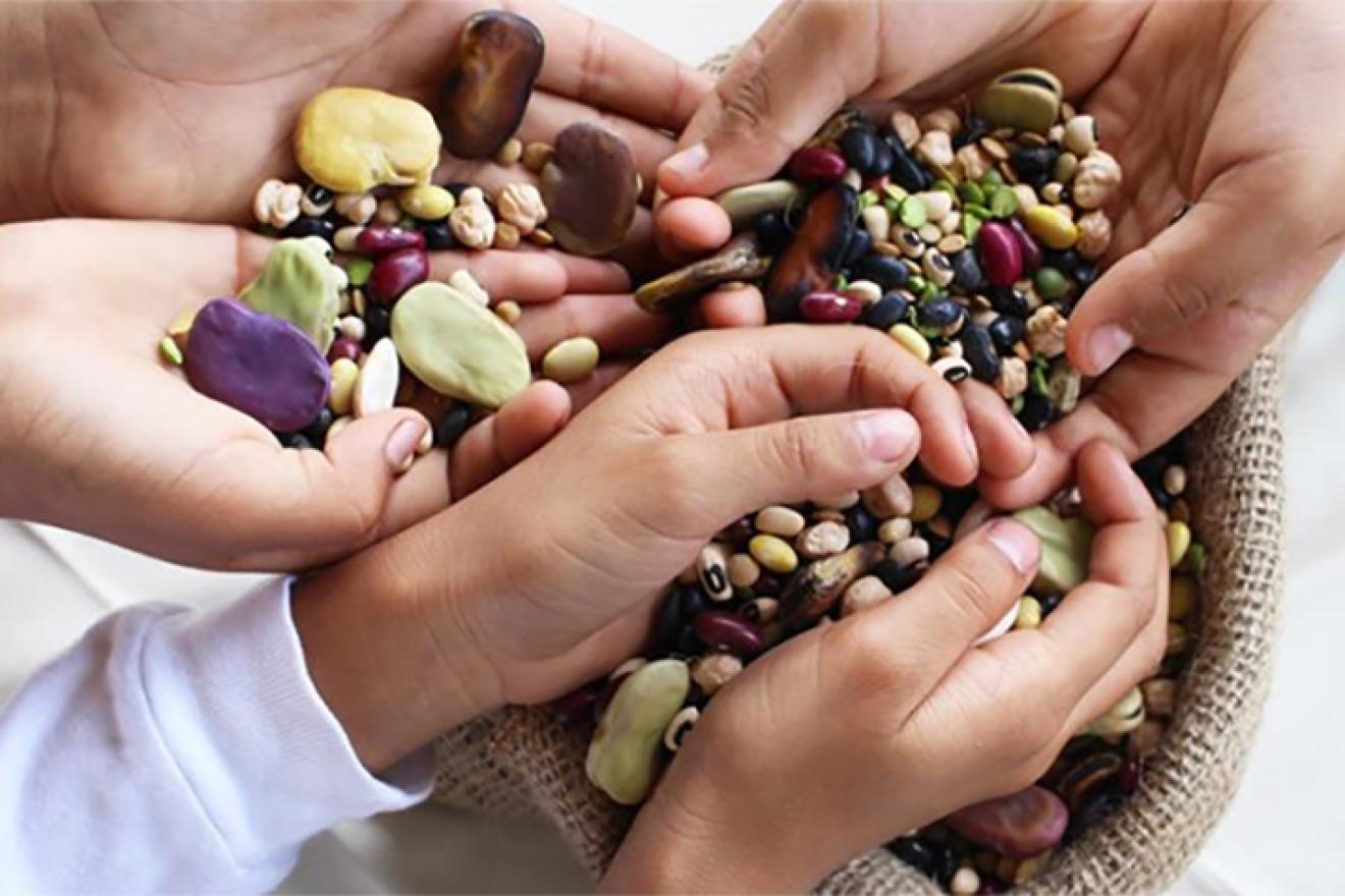 Close-up of hands holding different types of legumes.