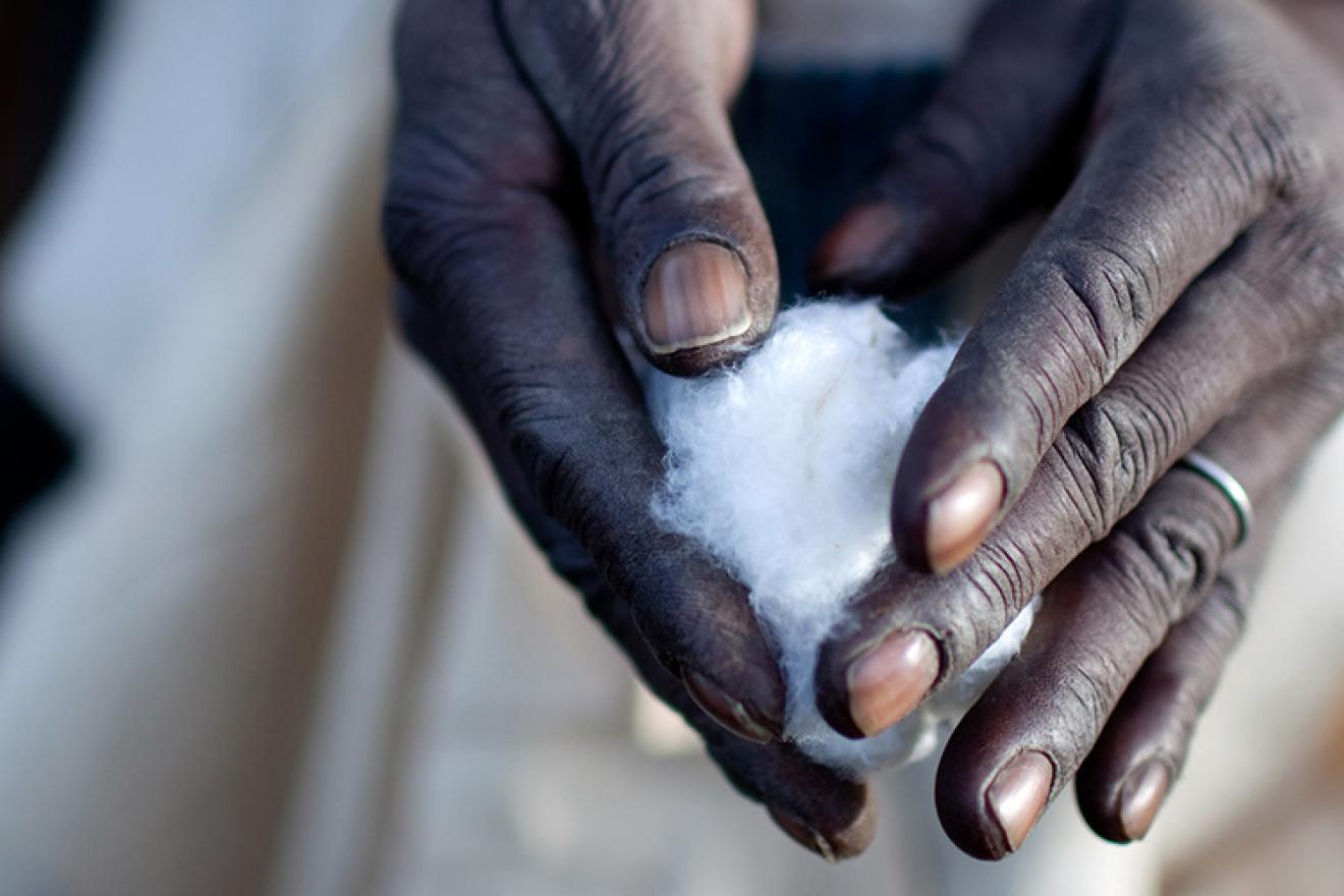 Close-up of two hands picking cotton.