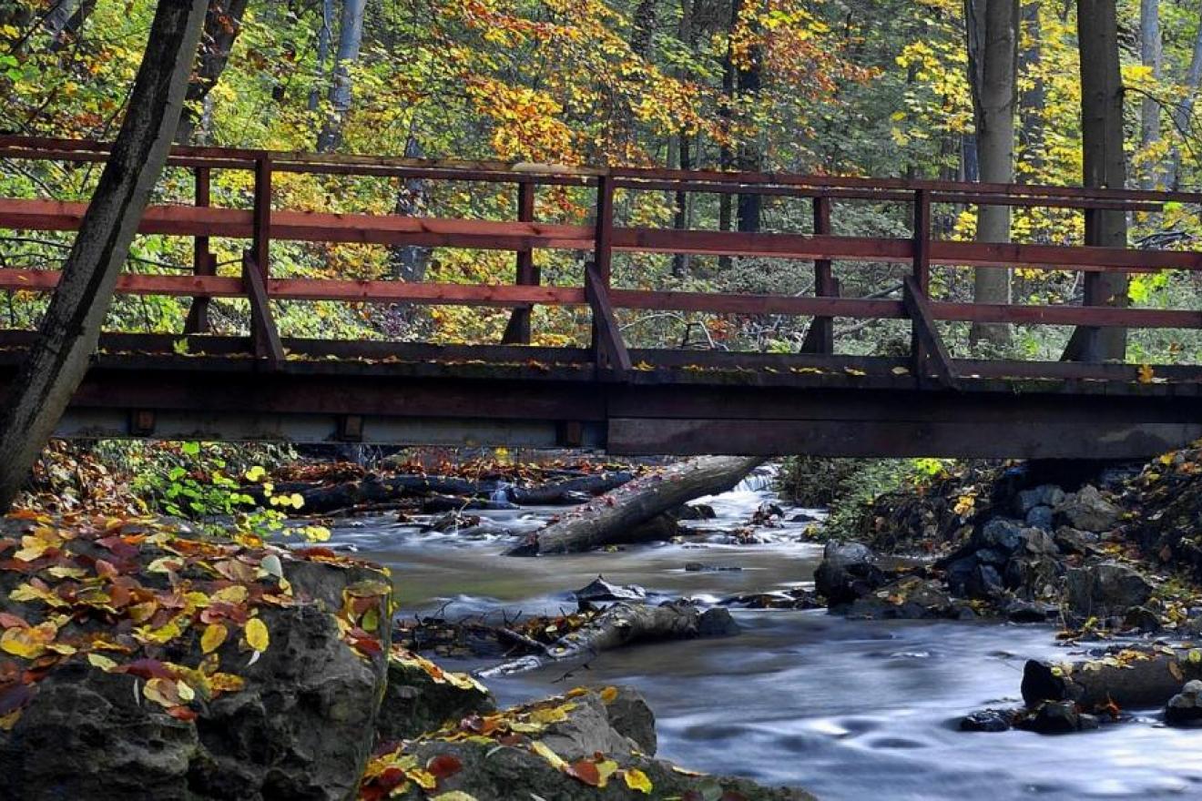 A bridge in forests