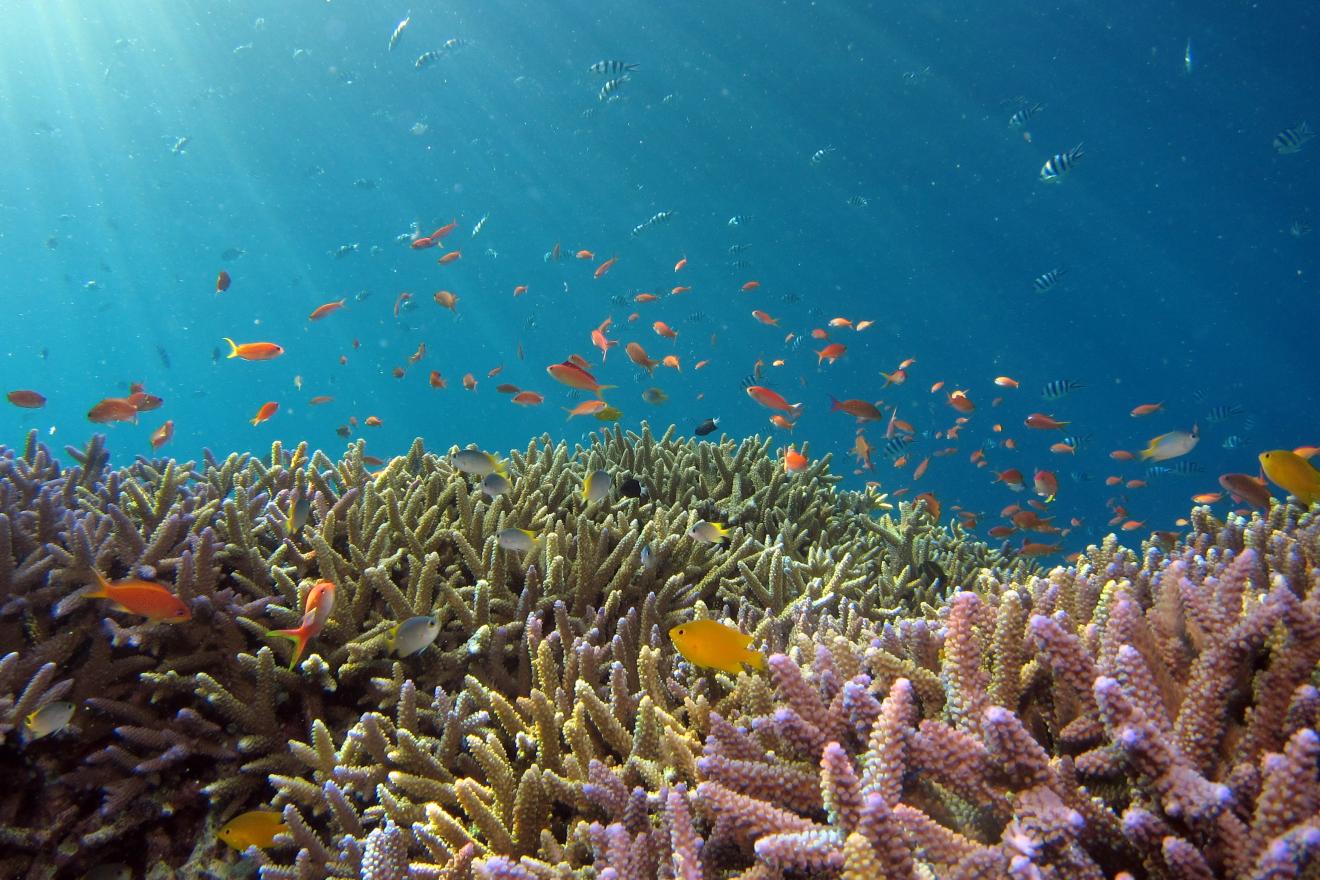 School of fish in reef ecosystem
