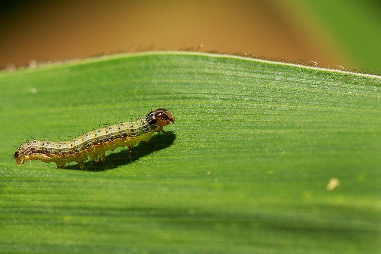 Fall armyworm over the leaf of a plant