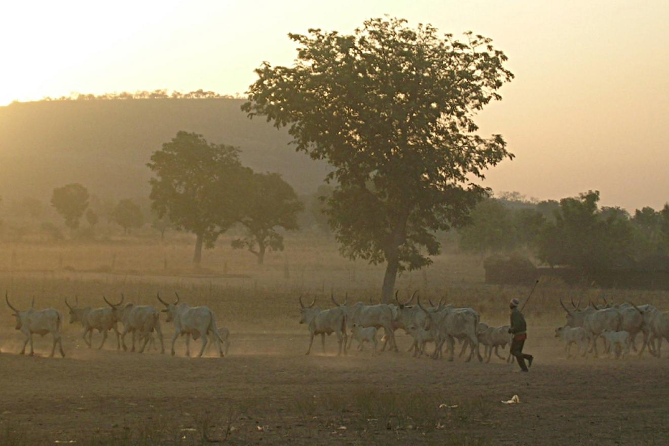 man walks along long-horn cattle