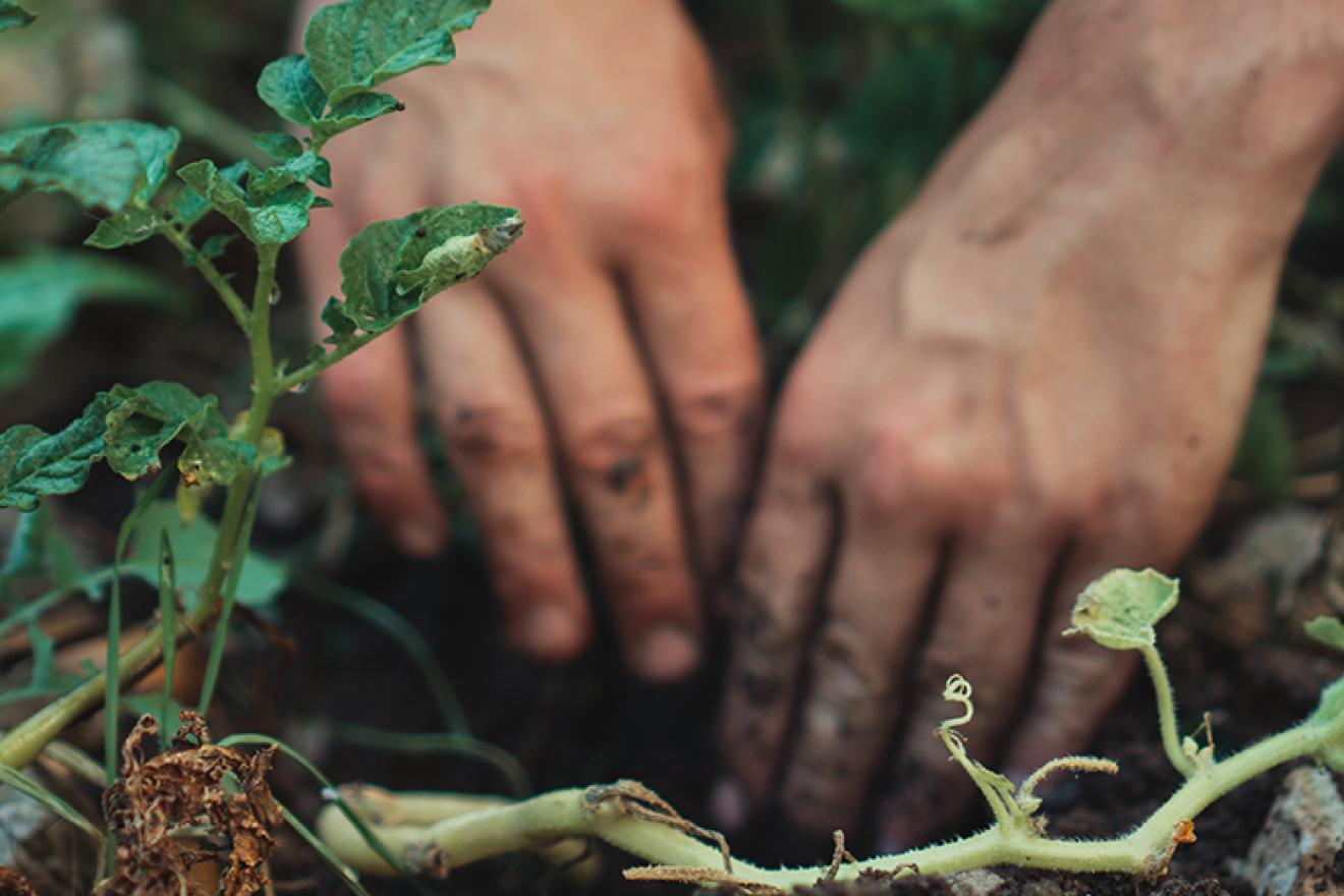 Stems and leaves of plants and hands digging into the ground.