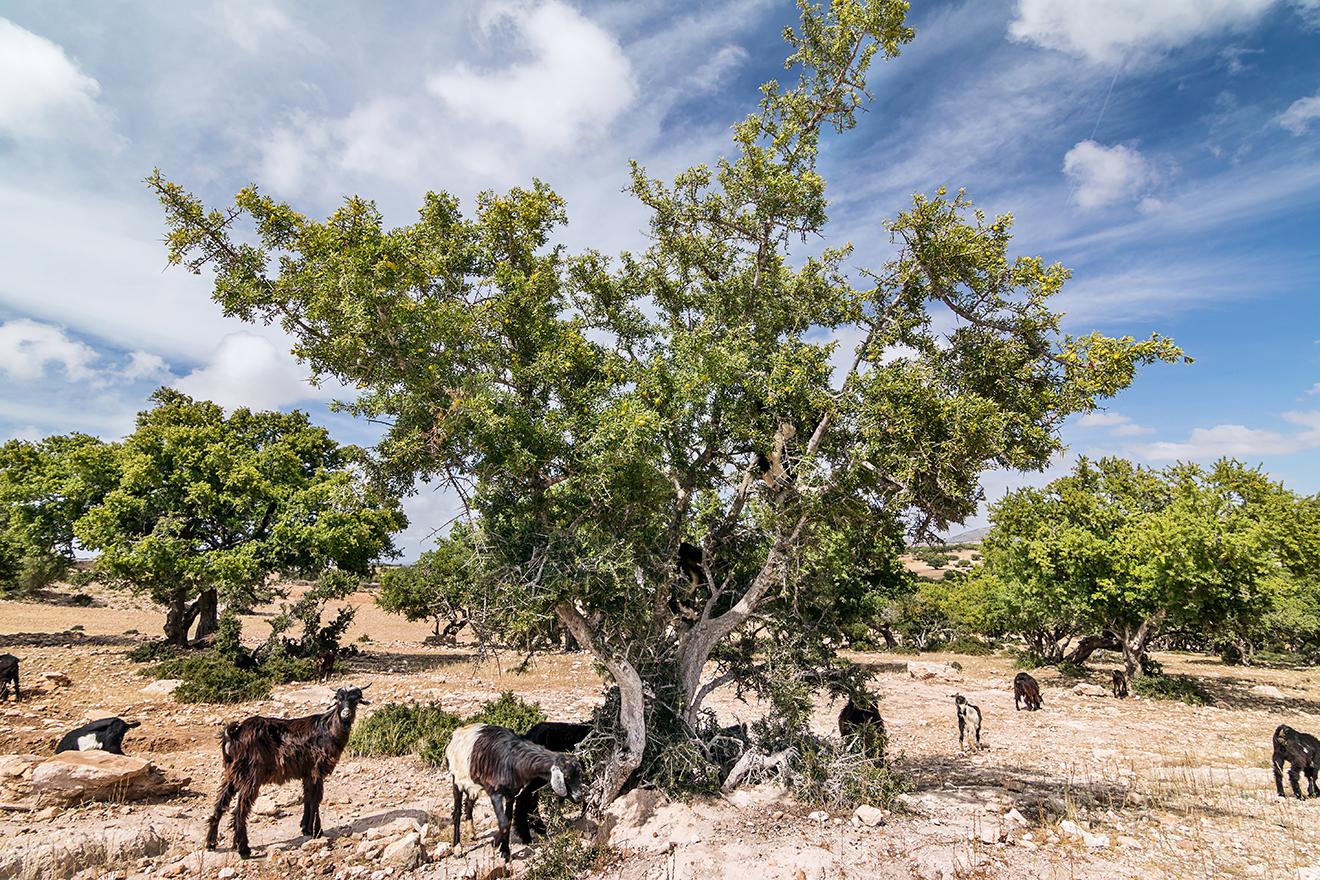 Goats on an argan tree.