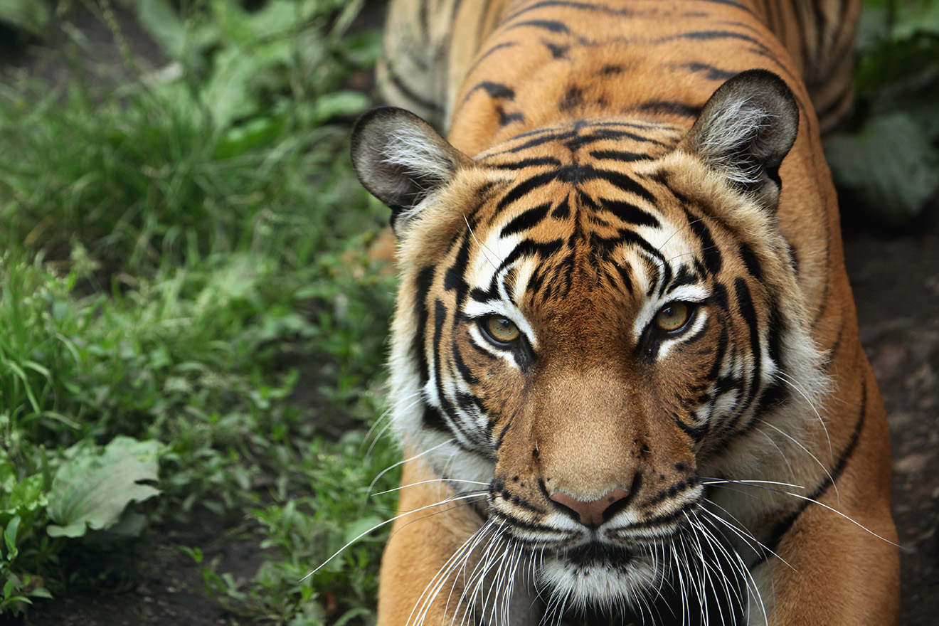 Portrait rapproché d'un tigre de Malaisie