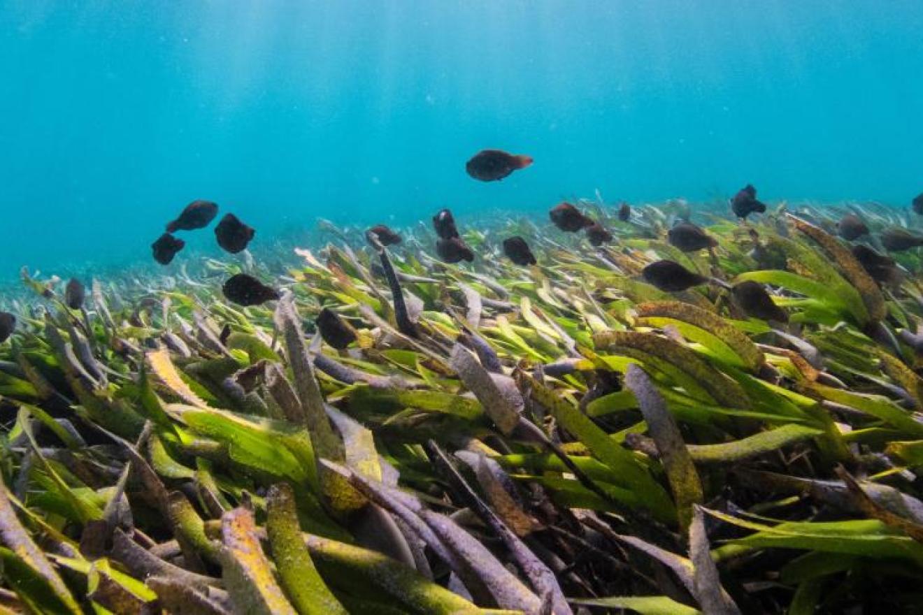 Portada de la web de Día Mundial de los Pastos Marinos