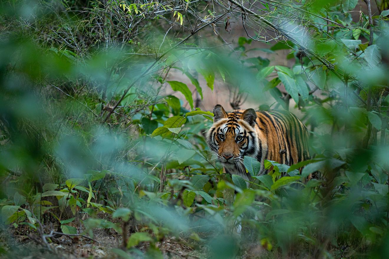 A tiger in India.