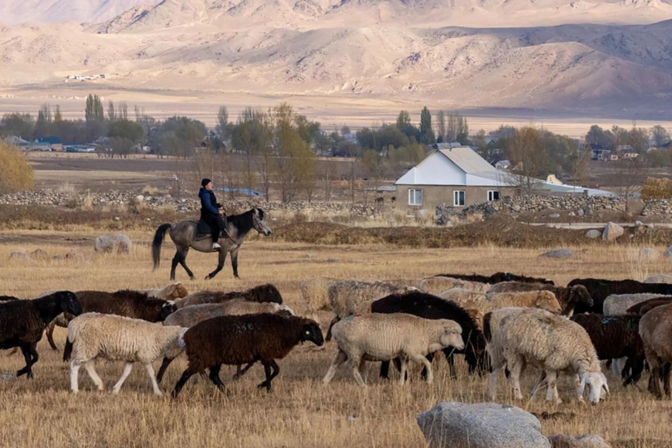 Un rebaño de ovejas pasta en un campo vigilado por una persona a lomos de un caballo. 
