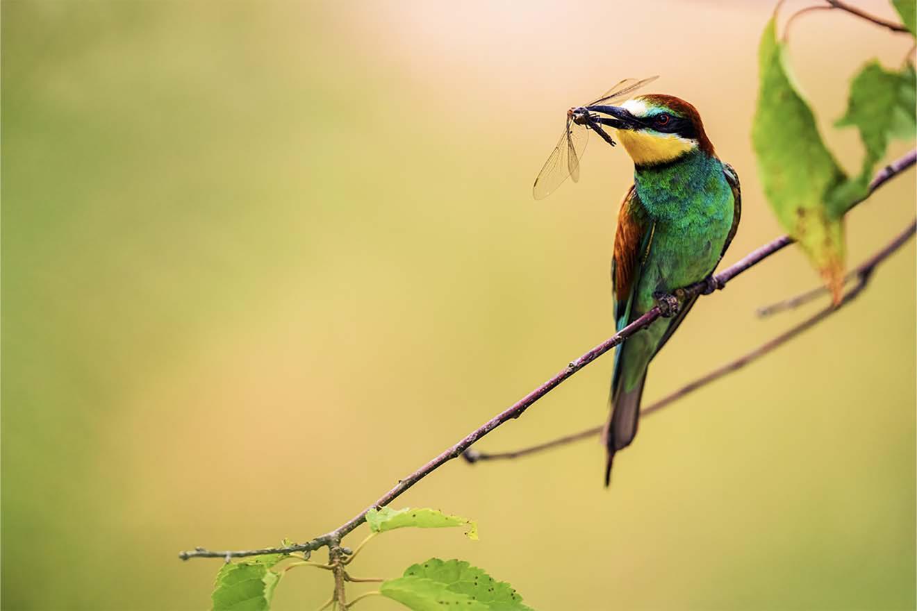 A colorful bird perched on a branch with an insect in its beak.