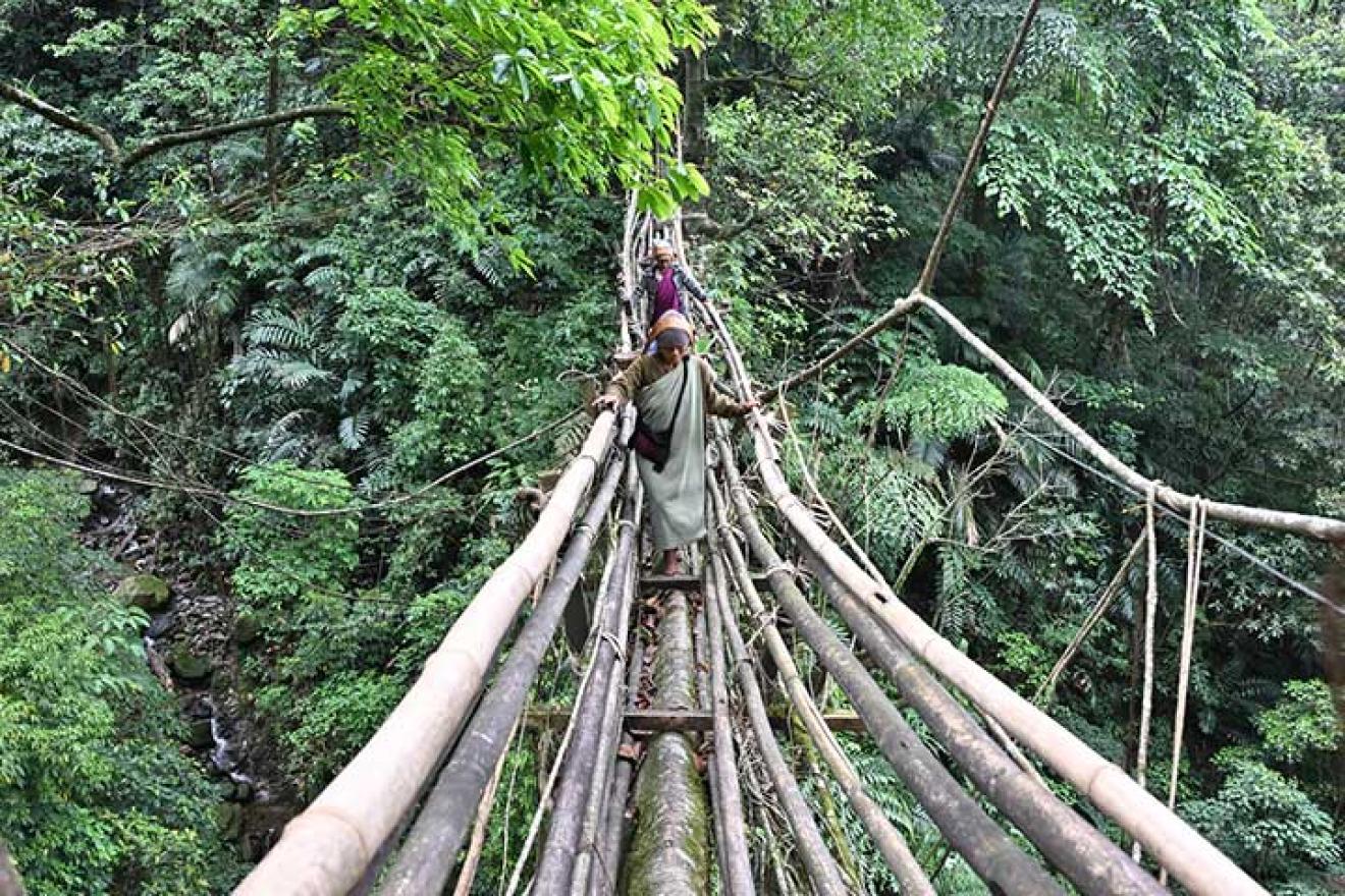Deux femmes marchent sur un pont fait à partir de racines de ficus, au milieu d'une forêt tropicale