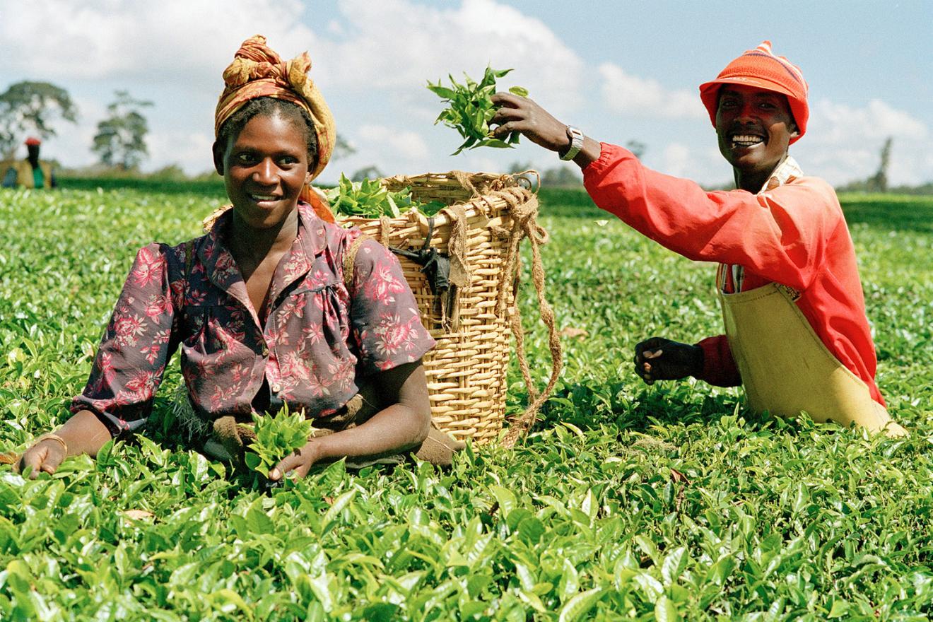 Harvesting leaves, two tea-pickers make their way through a field of tea.