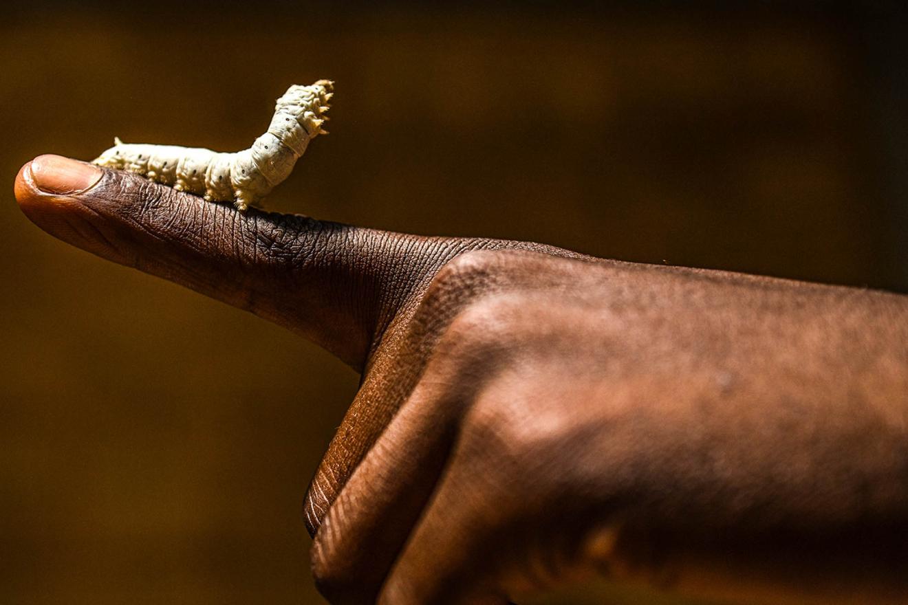 A close-up of a silkworm sitting on a hand.