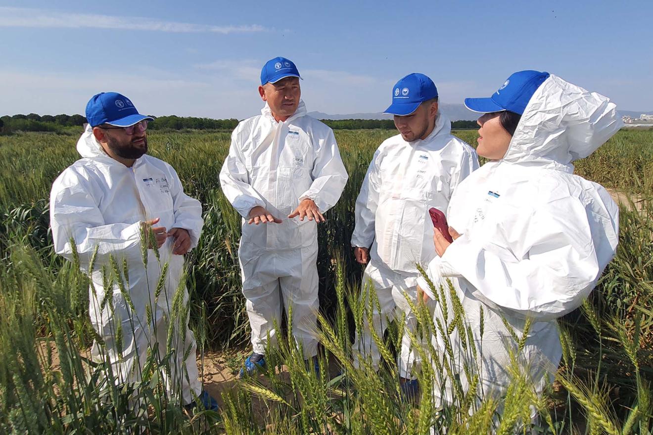 Cuatro personas de pie en un campo de trigo, vistiendo trajes protectores blancos y gorras azules.