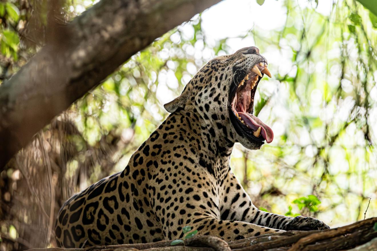 A jaguar roaring in Comandante Andresito, a town located on the Argentina border between Brazil and Paraguay.