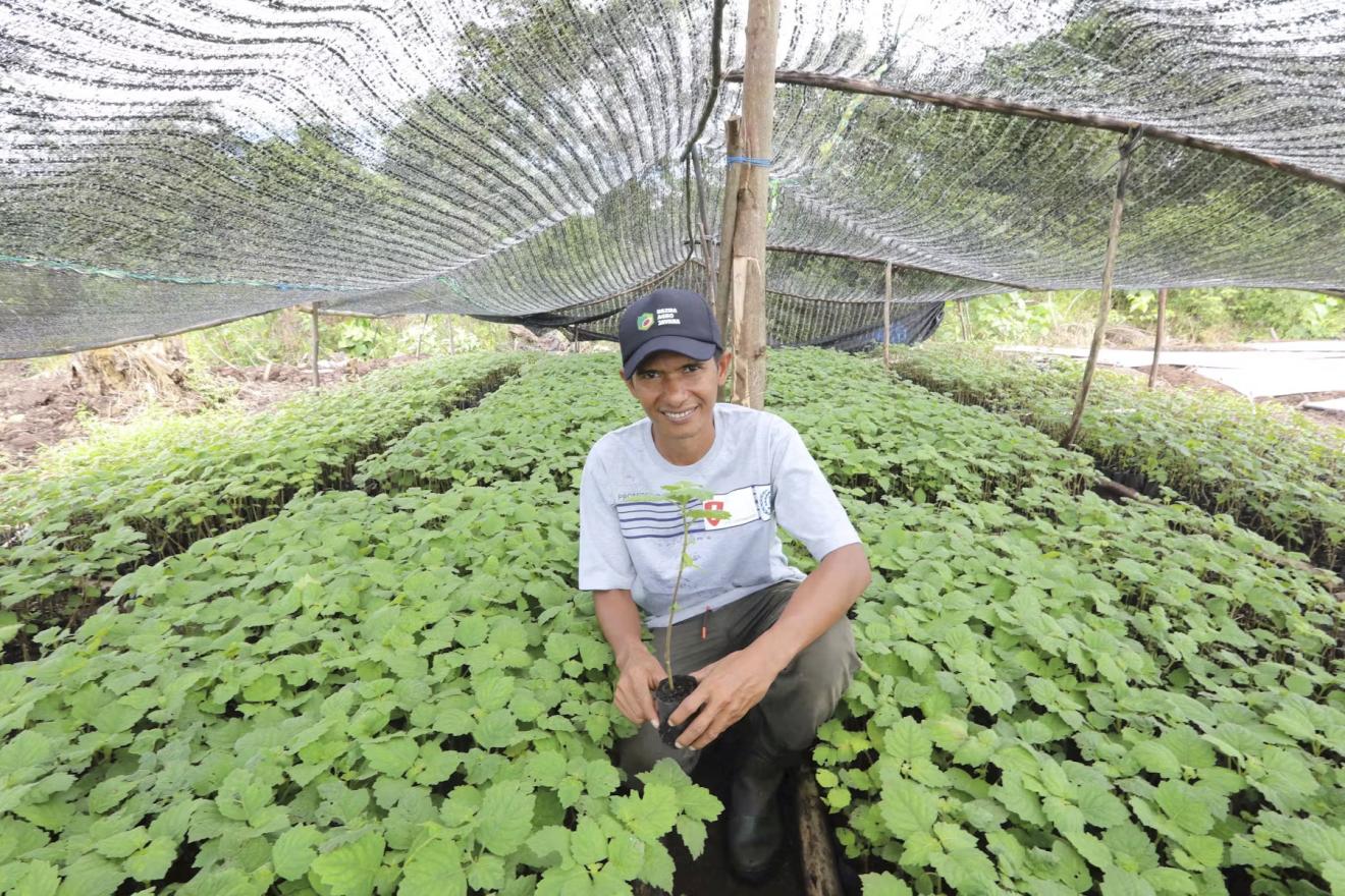 Un hombre sobre un lecho de plantas de pachulí