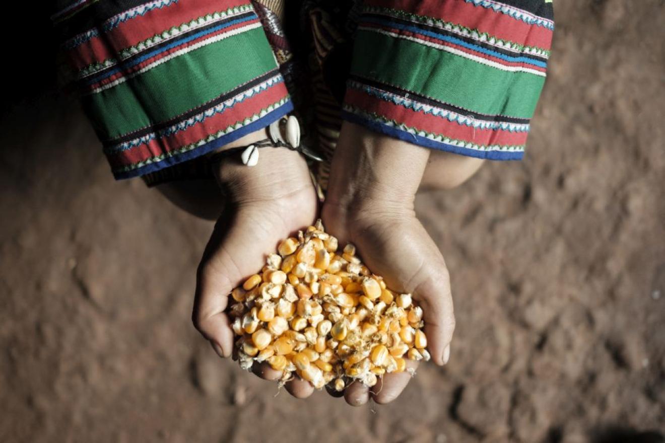 hands holding corn kernels