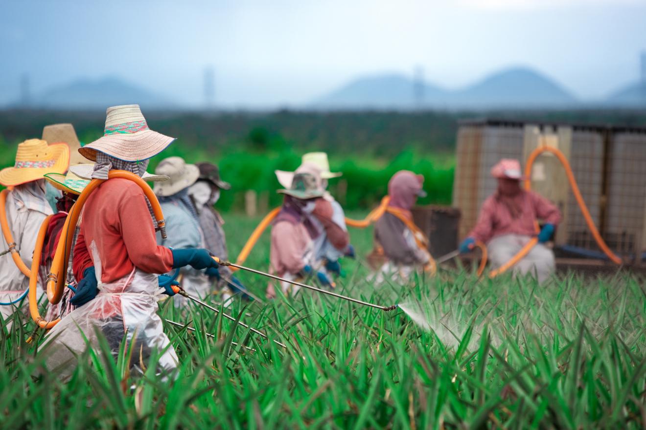 Farm workers in straw hats spraying chemical substance on crops in a field, with lush greenery and mountains in the background.