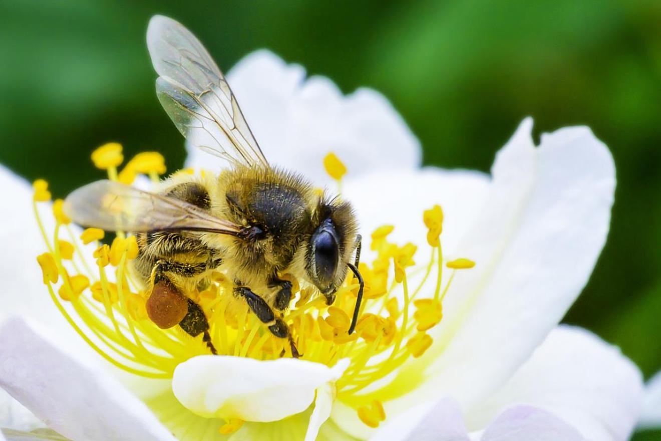 Primer plano de una abeja recogiendo polen de una flor.