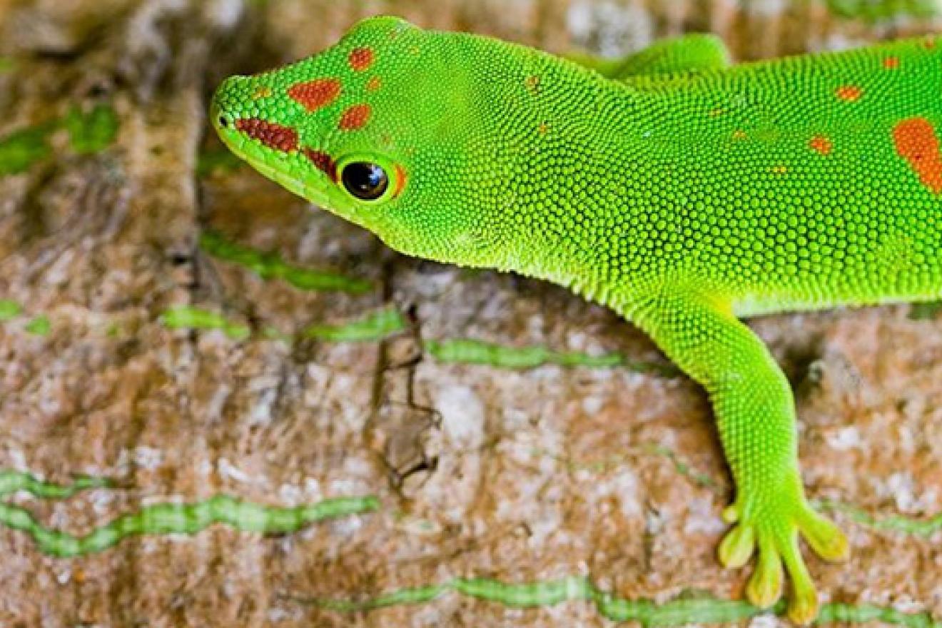 gecko diurne géant de Madagascar