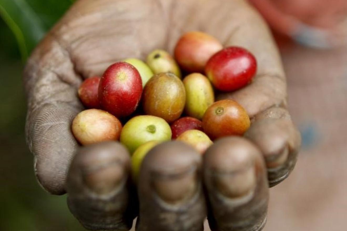 A hand holding coffee beans.