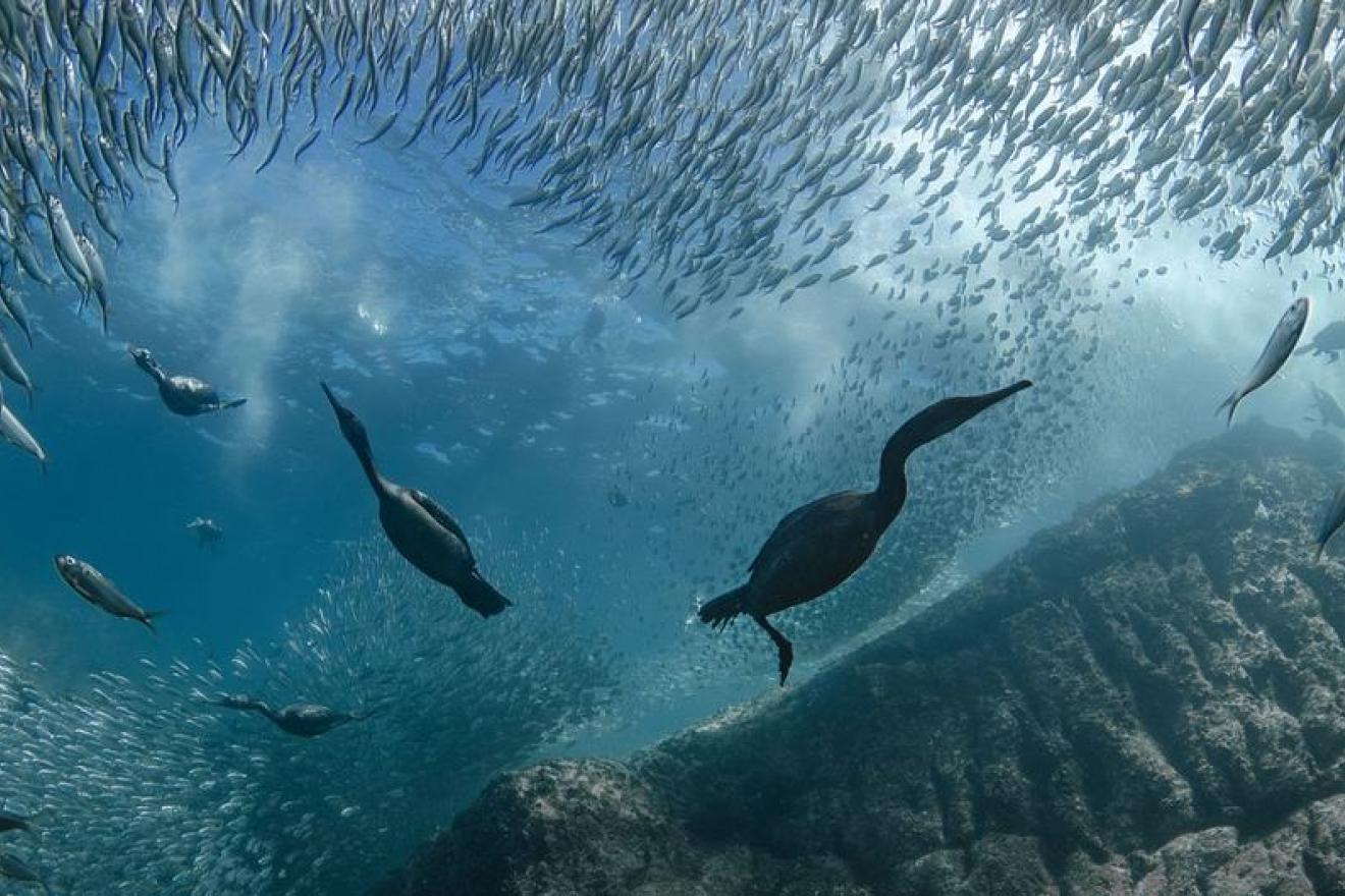 Underwater image lokoing up at a cormerant fishing in a school of fish