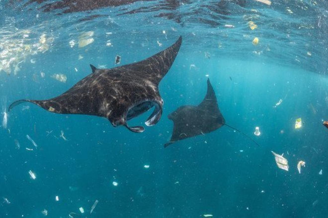 Varias mantarayas nadan entre plásticos en Bali, Indonesia.