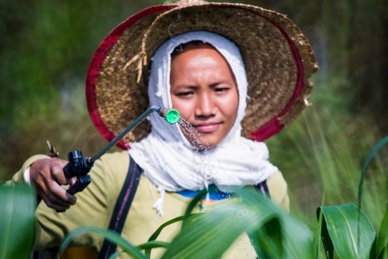 Indigenous person attending to their crops
