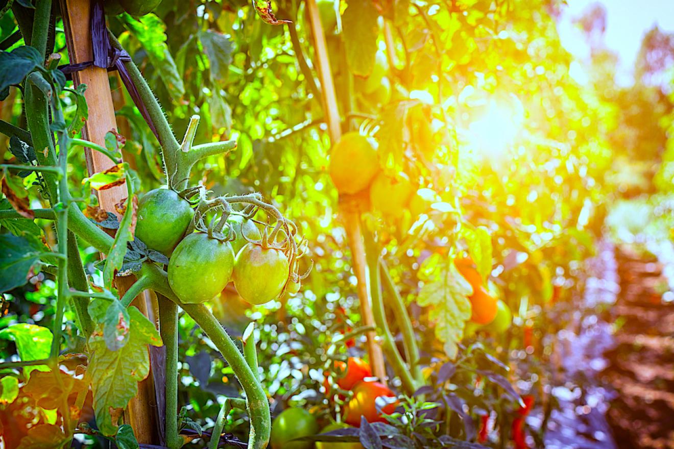 Tomatera