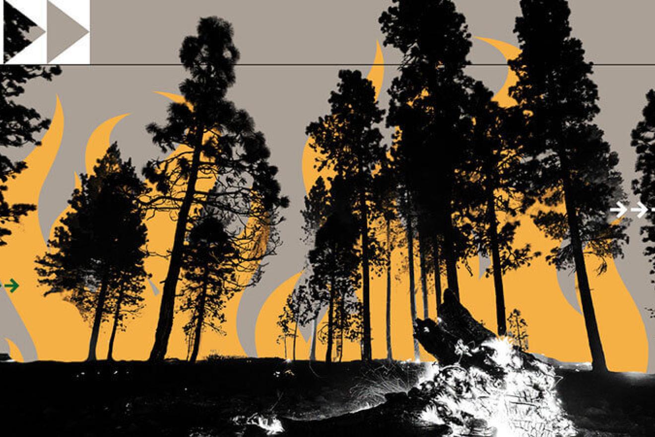 photo the trees in the sunset