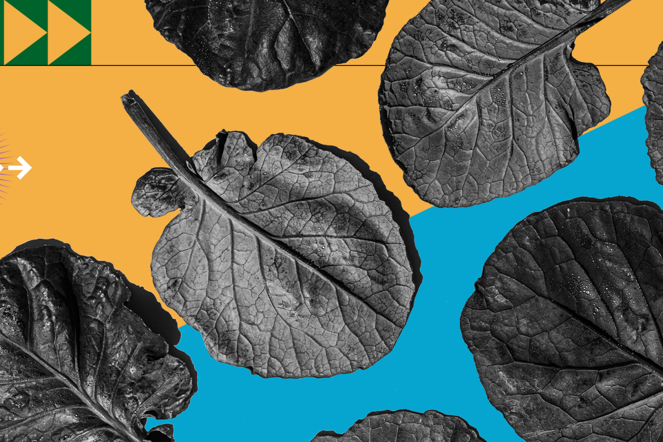 Illustration of edible leaves aganst an organge and blue background