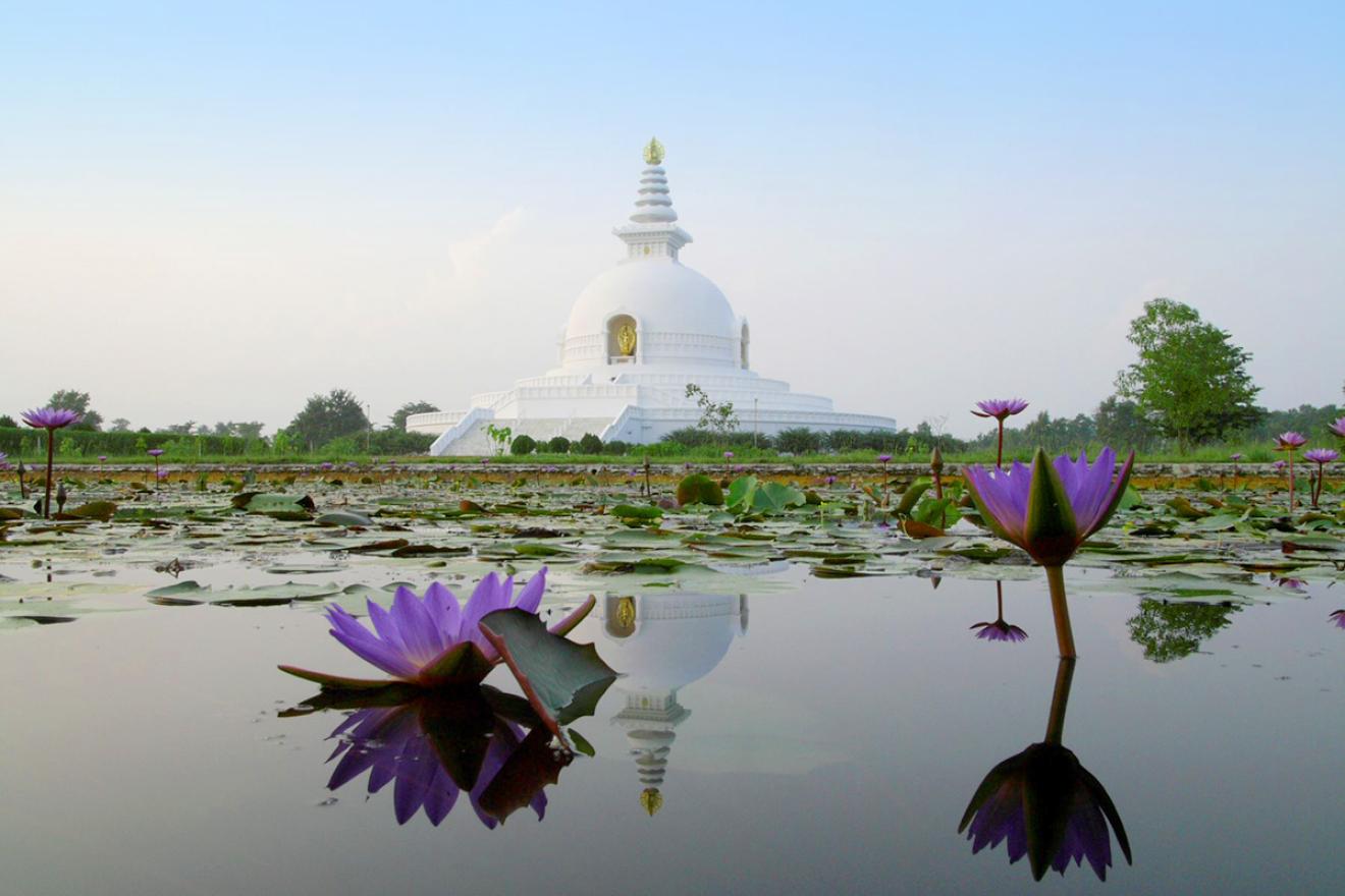 Un estanque con flores de loto y un templo blanco al fondo.