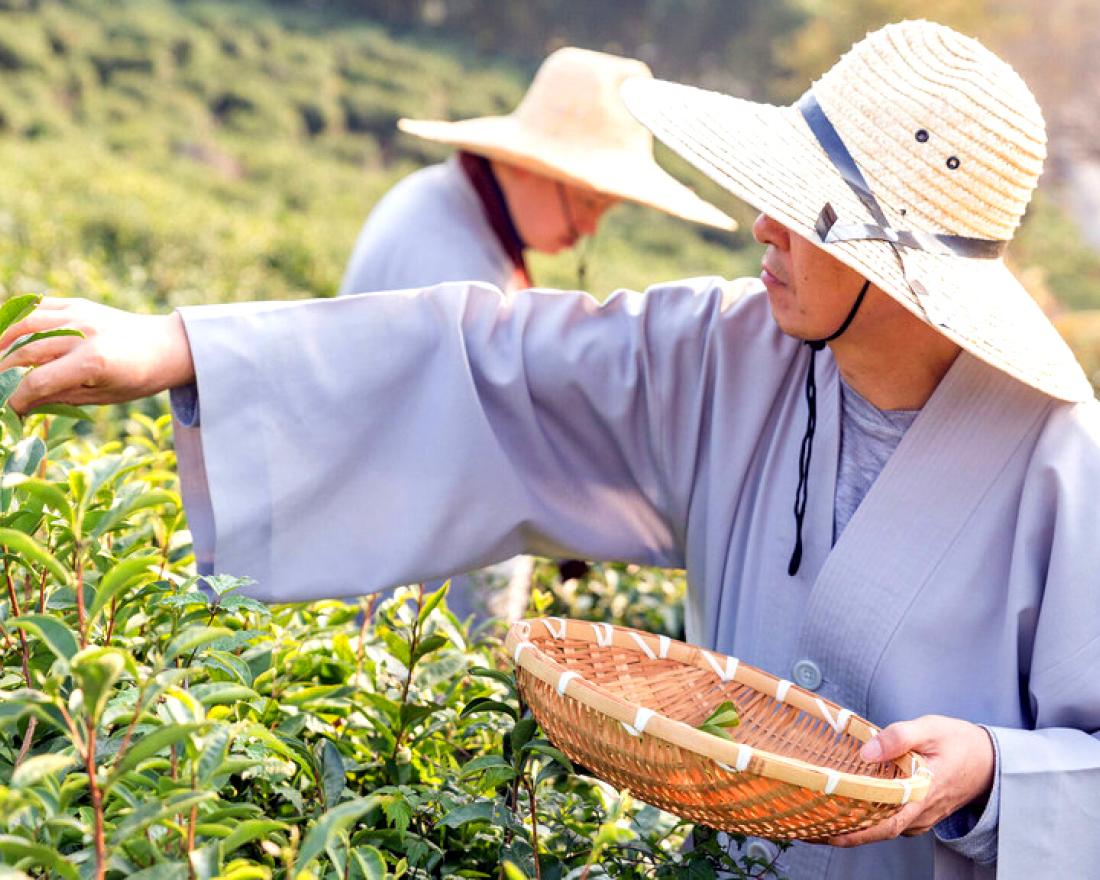 Two people picking tea leaves