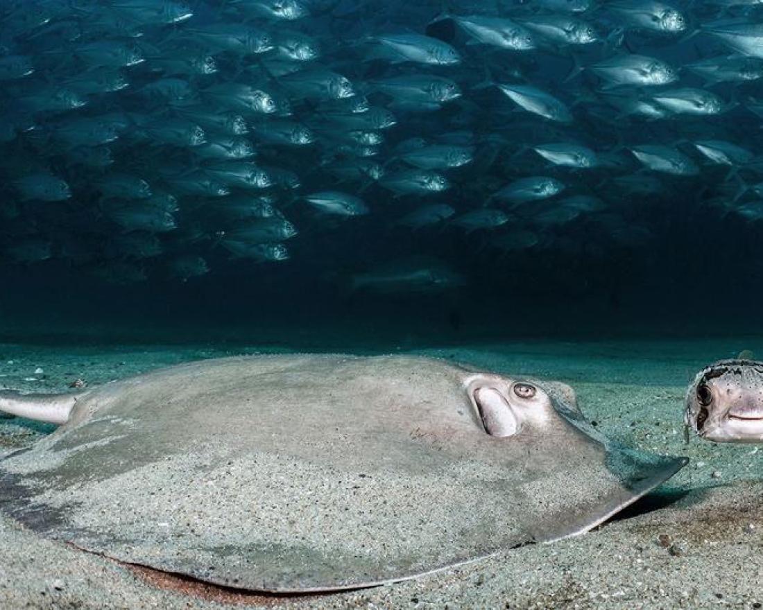 Photo: © Nicolas Hahn. A Diamond Stingray and a one-eyed Porcupine fish search for a meal in the sand as hundreds of Big Eye Jacks school behind them.