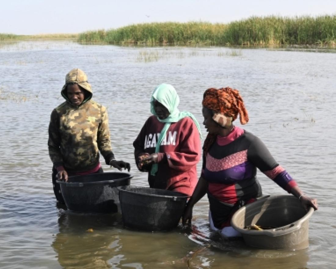 three persons harvest water lilies in the river.  